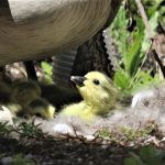 A gosling looks up at its mother goose from the nest.