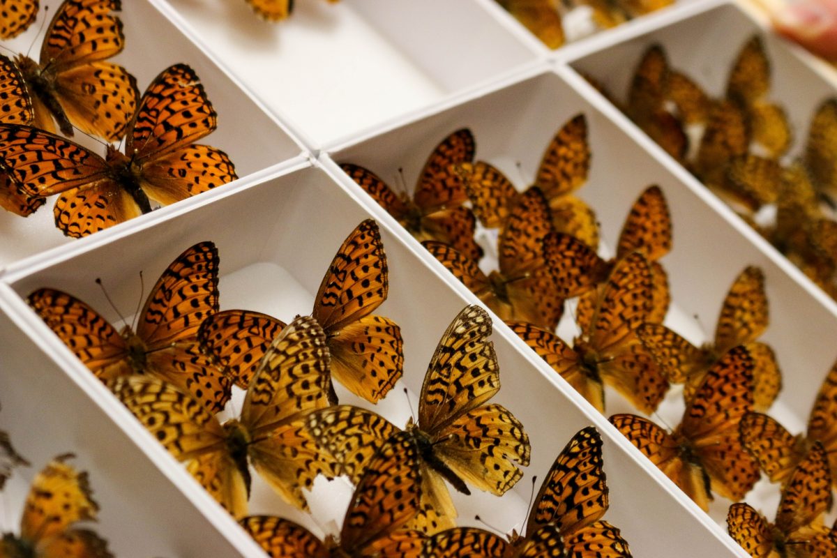 Speyeria atlantis (commonly called Atlantis Fritillary) were collected by former U of M dentistry professor William Christie