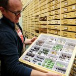Jason Gibbs shows a case of beetles, collected from around the world