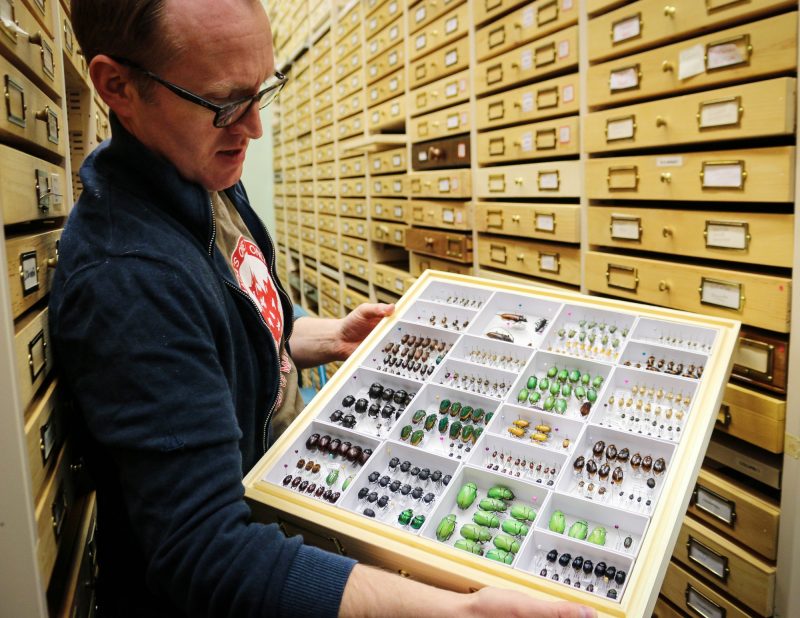 Jason Gibbs shows a case of beetles, collected from around the world