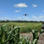 Researchers in the Faculty of Agricultural and Food Sciences use drones to measure reflected energy in studies of crop growth. // Photo credit Krista Hanis-Gervais