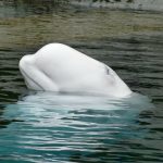 Beluga whales are being affected by climate change