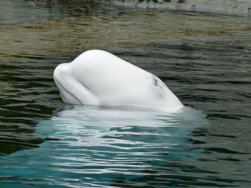 Beluga whales are being affected by climate change