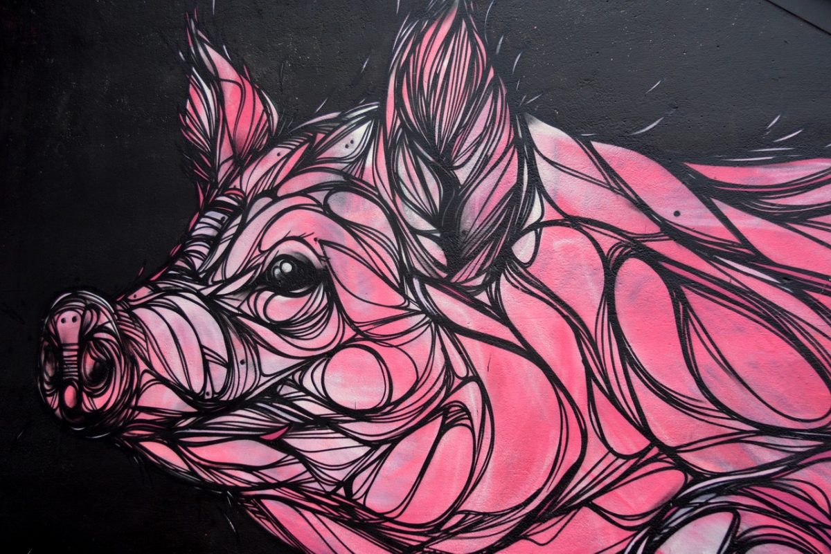 drawing of a pig