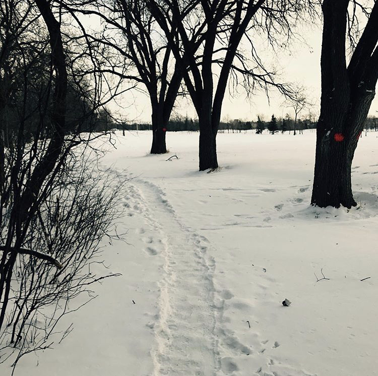 A path in the snow through some trees