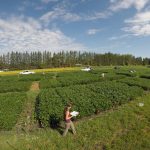 soybean field plots