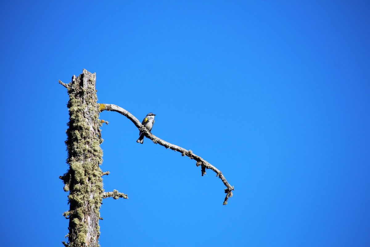 Prairie bird sits alone on branch against blue sky