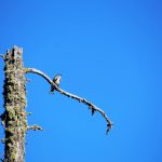 Prairie bird sits alone on branch against blue sky