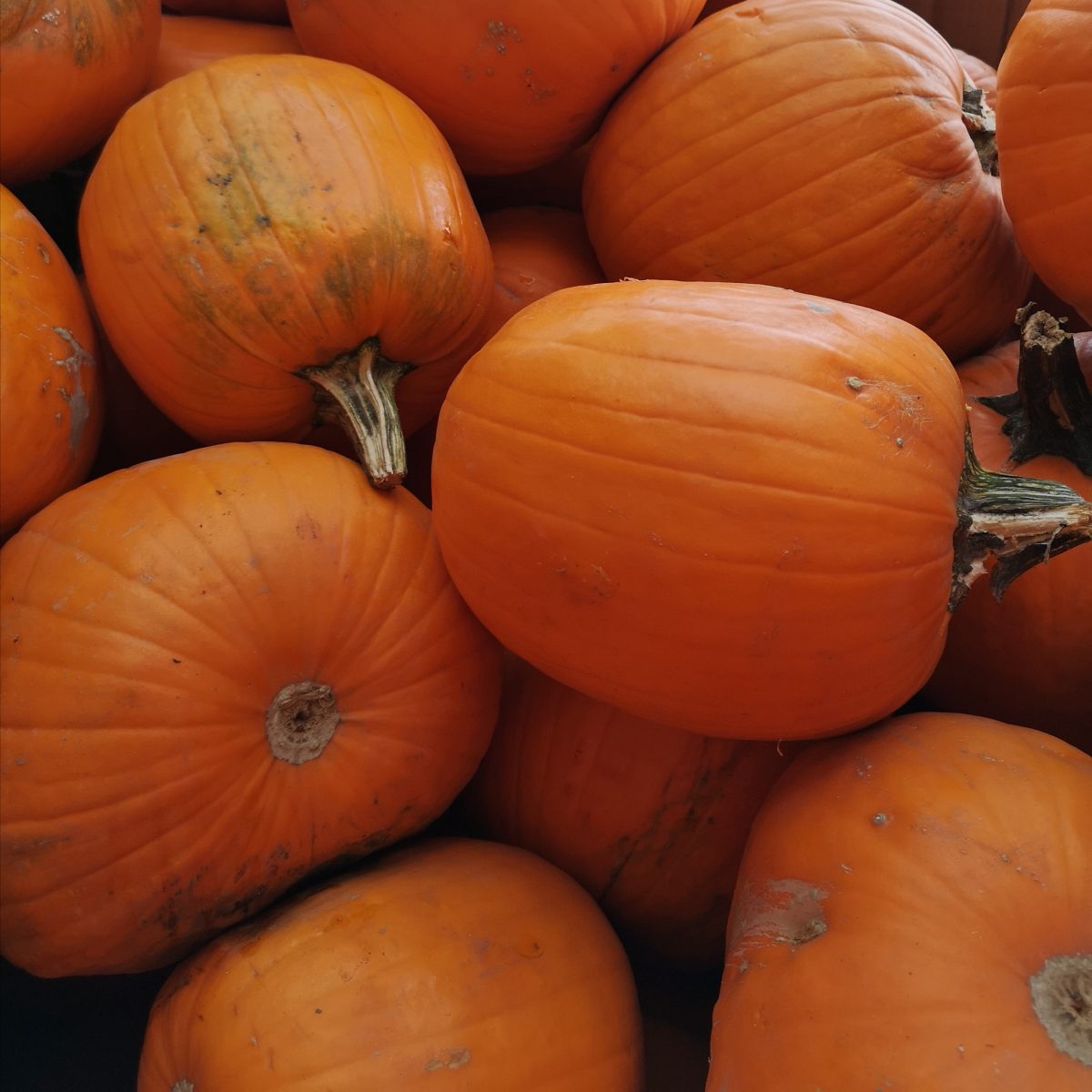 Pumpkins