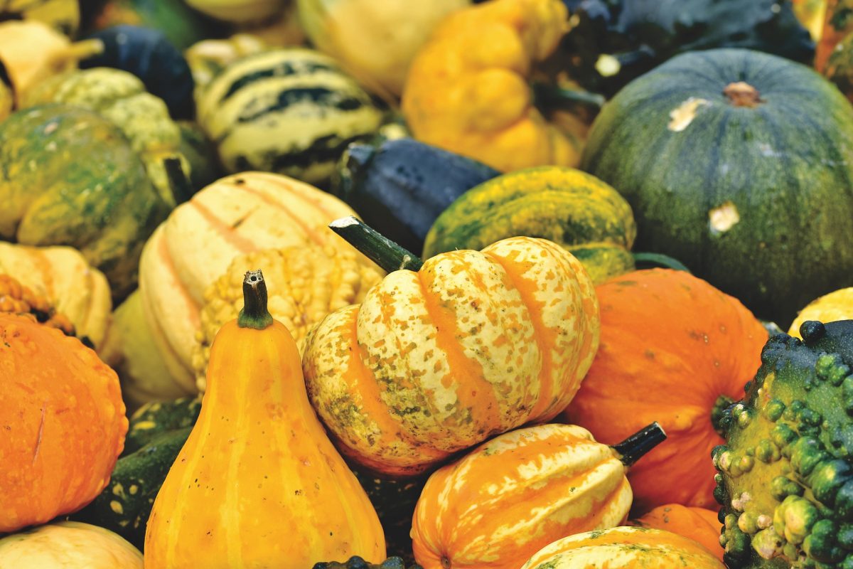 Colourful pumpkins and squash