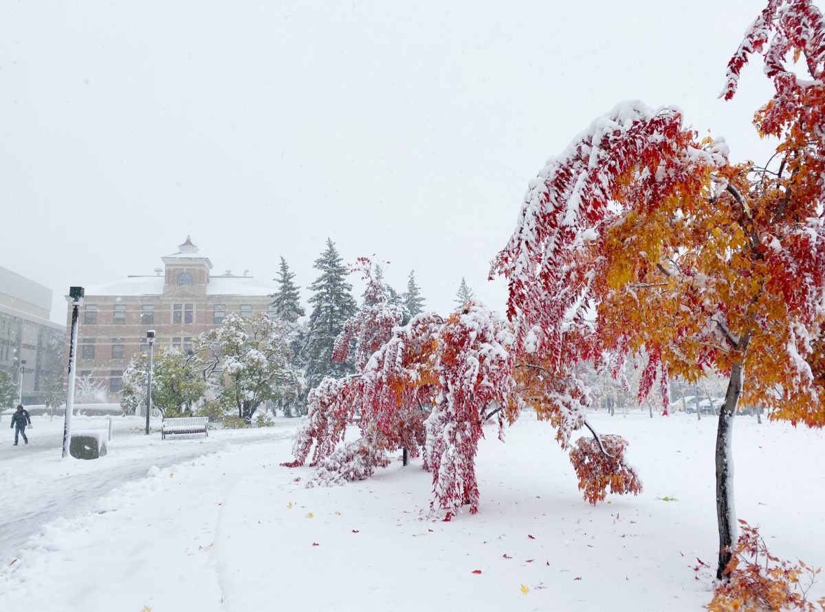 Heavy snow blankets the Fort Garry campus causing tree branches to bend and break.