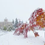 Heavy snow blankets the Fort Garry campus causing tree branches to bend and break.