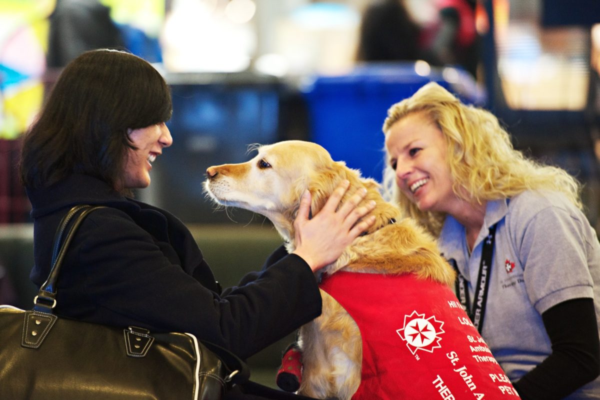 Therapy dog with student