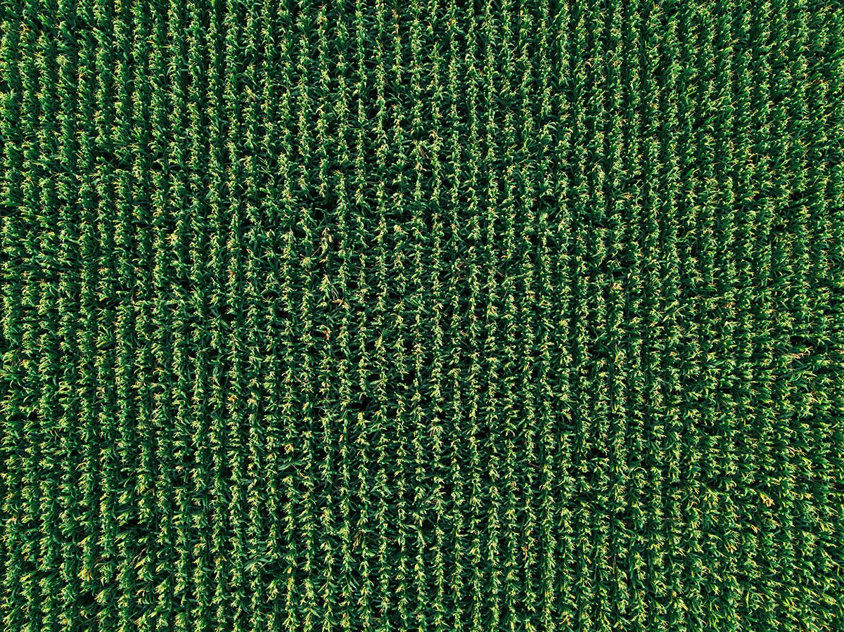 A corn crop as seen from straight overhead with precise rows.