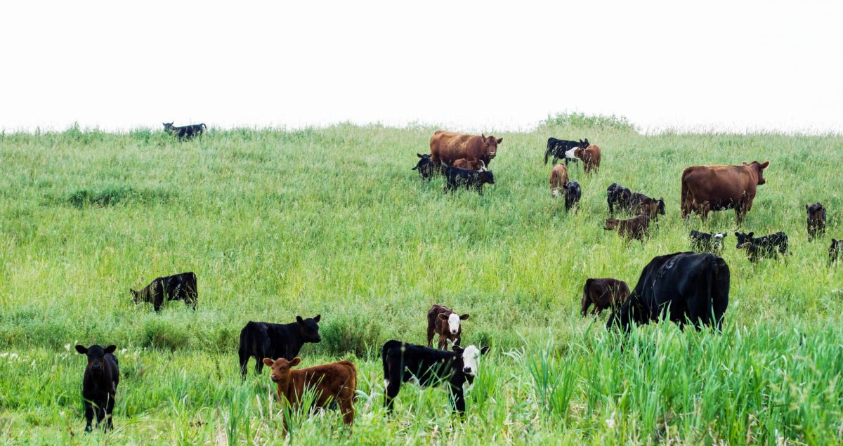 Cattle one a grassy hillside