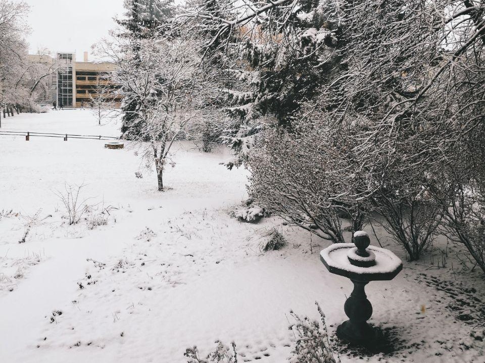 Campus and trees in winter