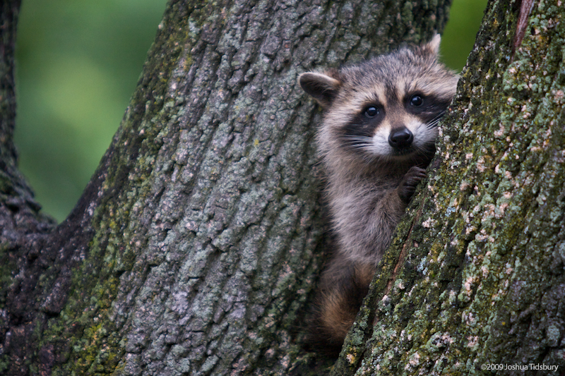 Raccoon in a tree