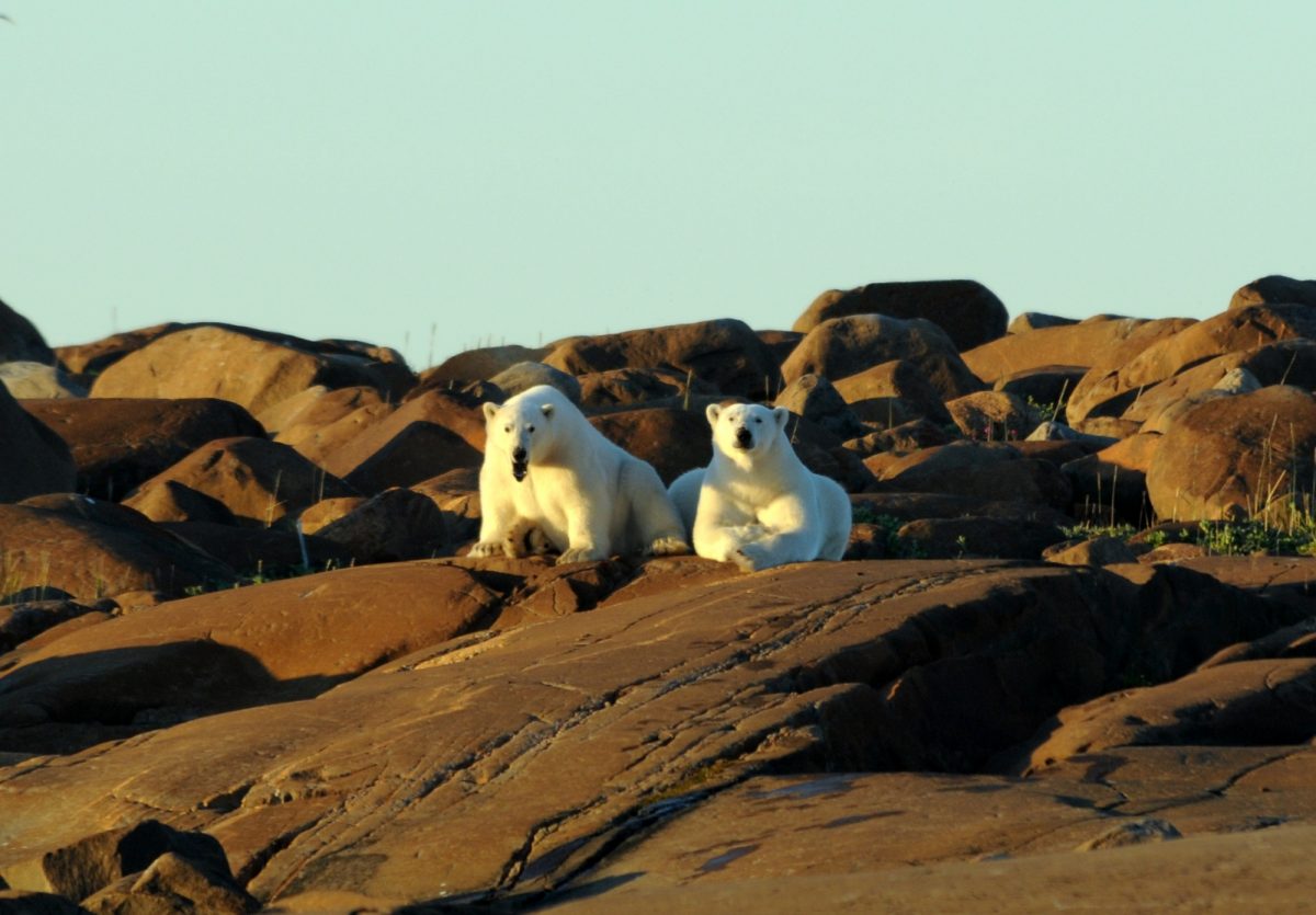 Polar bears in the Western Hudson Bay area lounging on rocks