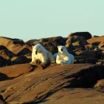Polar bears in the Western Hudson Bay area lounging on rocks