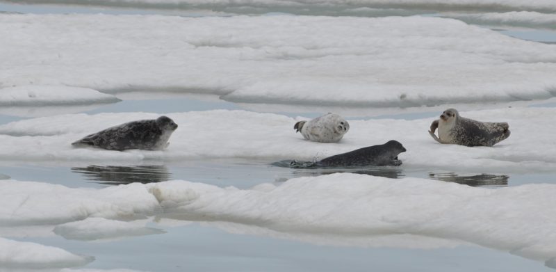 ringed seals lounging on sea ice by Brent Young