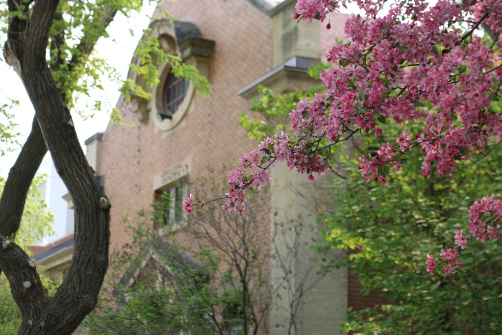 A tree blooms in front of Engineering