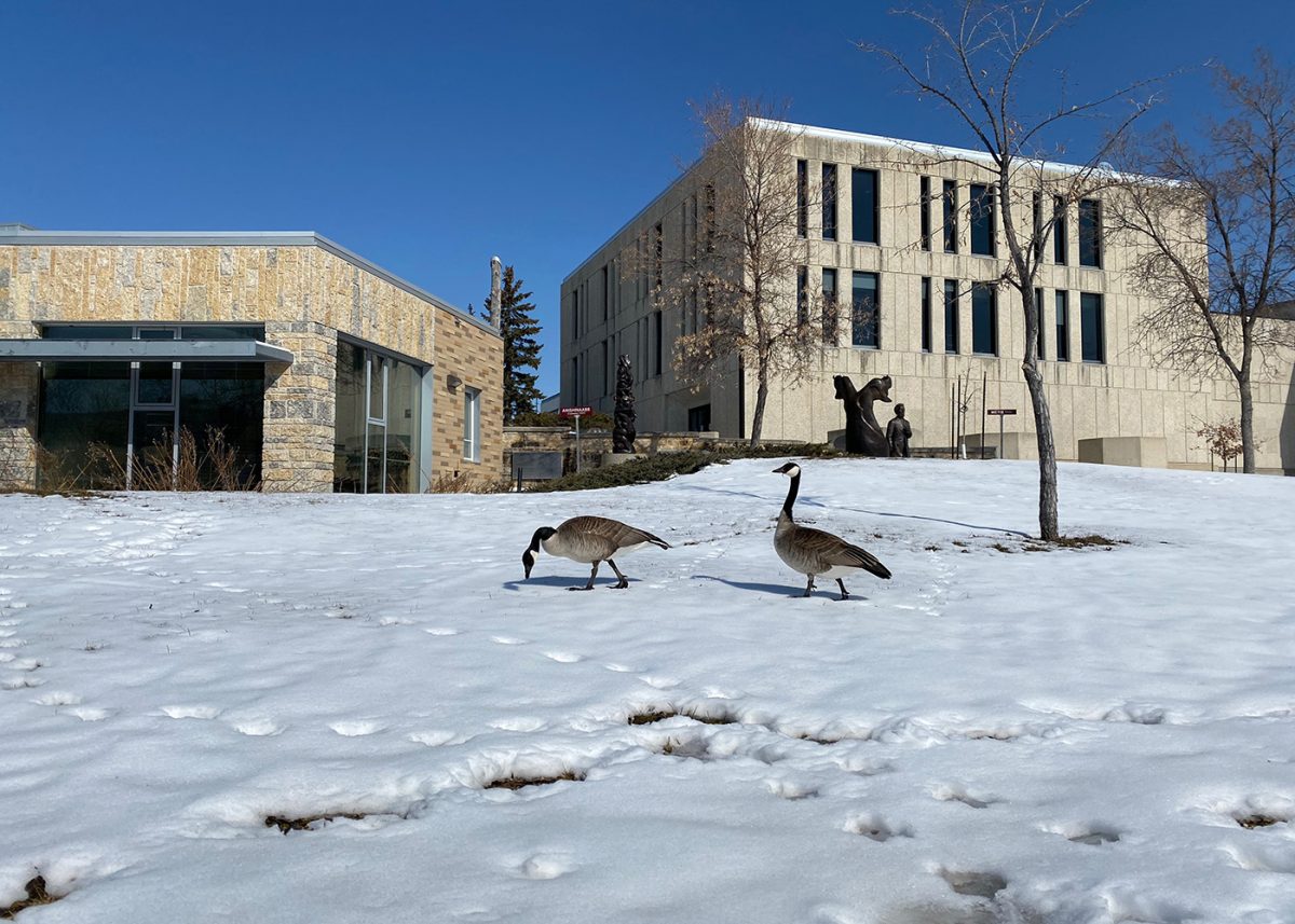 Two geese walk on the snow while roaming the University of Manitoba Fort Garry Campus.