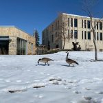 Two geese walk on the snow while roaming the University of Manitoba Fort Garry Campus.