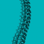 An illustration of a spine.