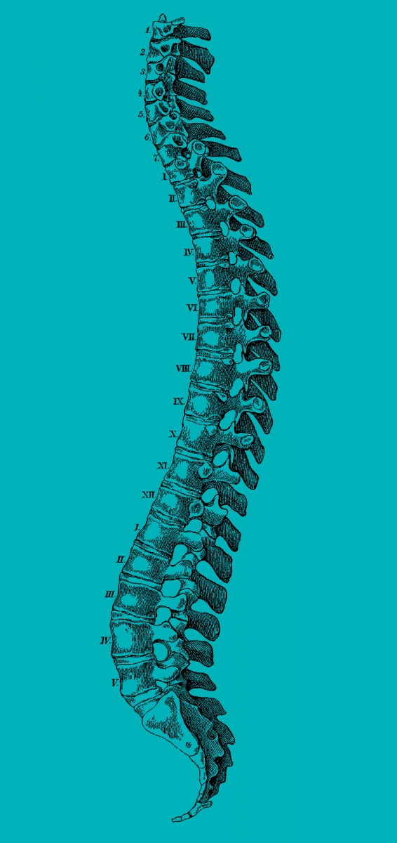 An illustration of a spine.