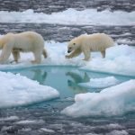 2 polar bears walking on snow and near melting water