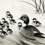 An illustration of a duck and ducklings swimming in a pond.