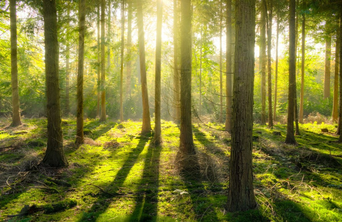 Trees in a forest with sunlight shining through