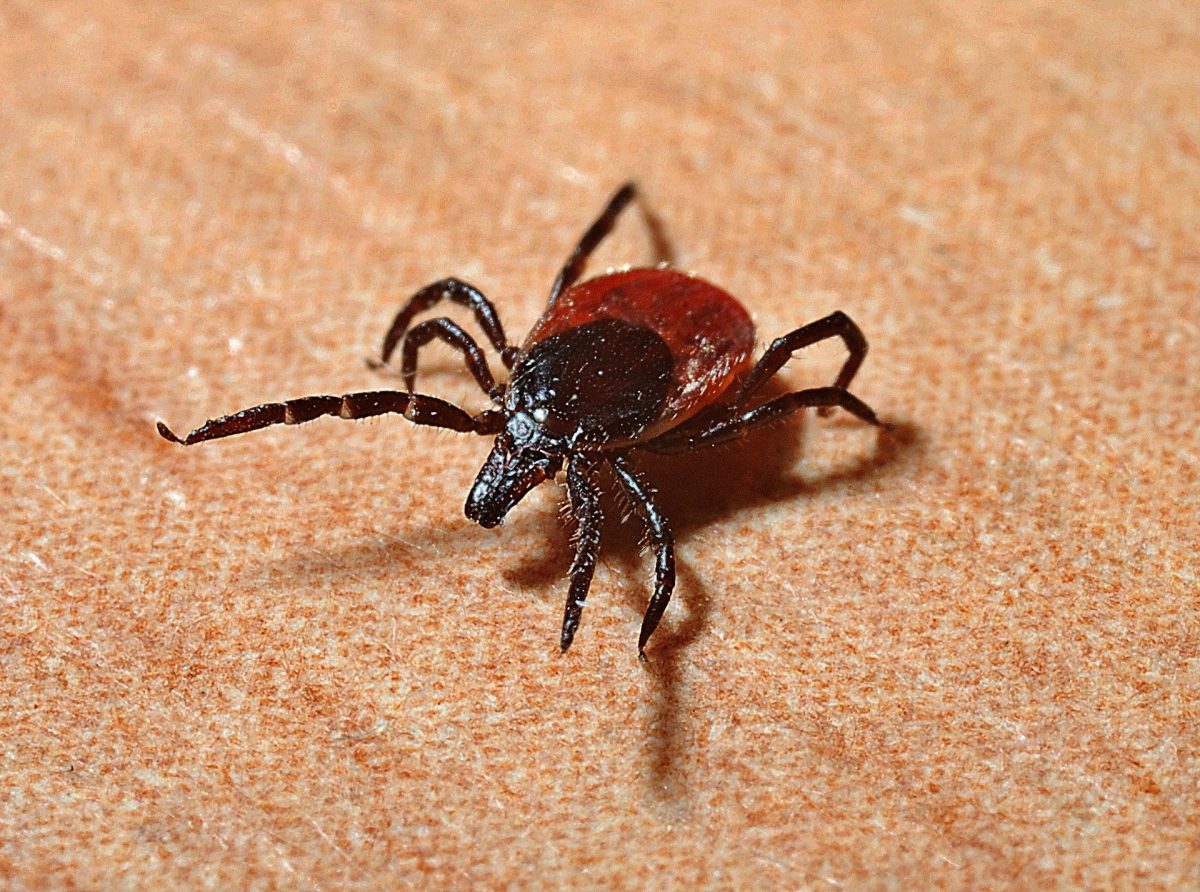 Tick that could transmit Lyme disease