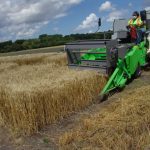 Researcher harvests wheat in field.
