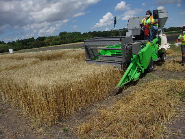 Researcher harvests wheat in field.