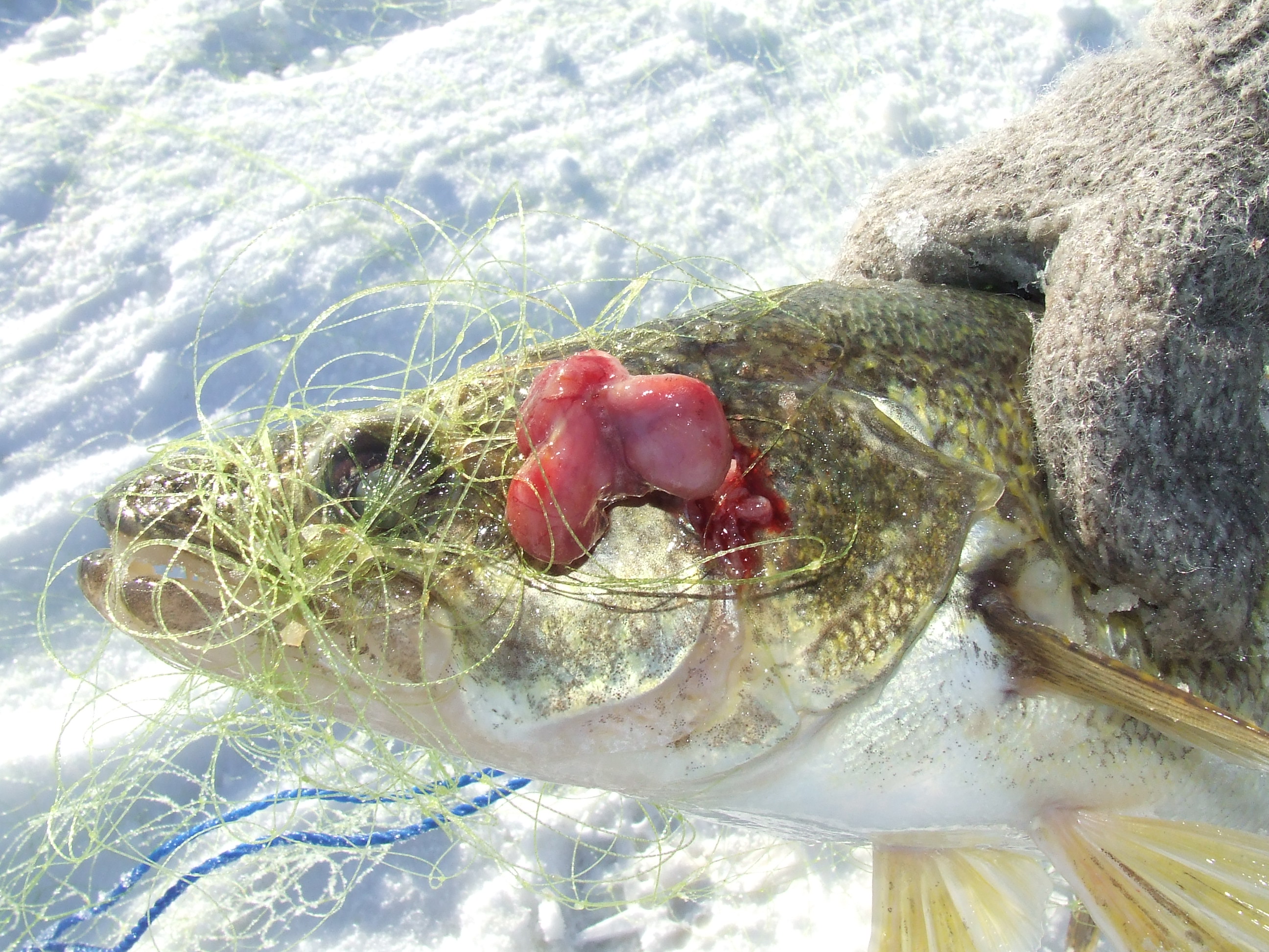A fish in a net with an external tumour