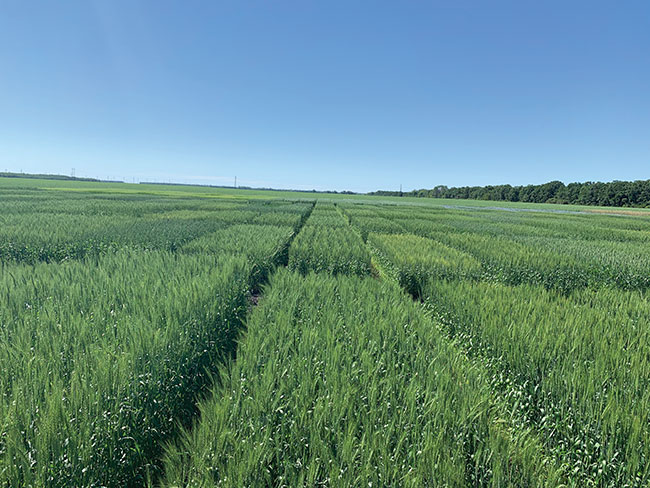 wheat field