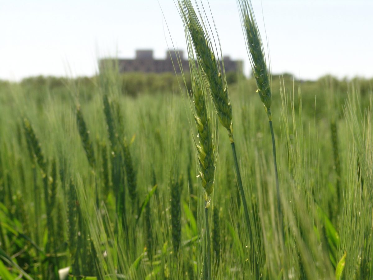 UM buildings with wheat field in foreground