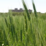 UM buildings with wheat field in foreground