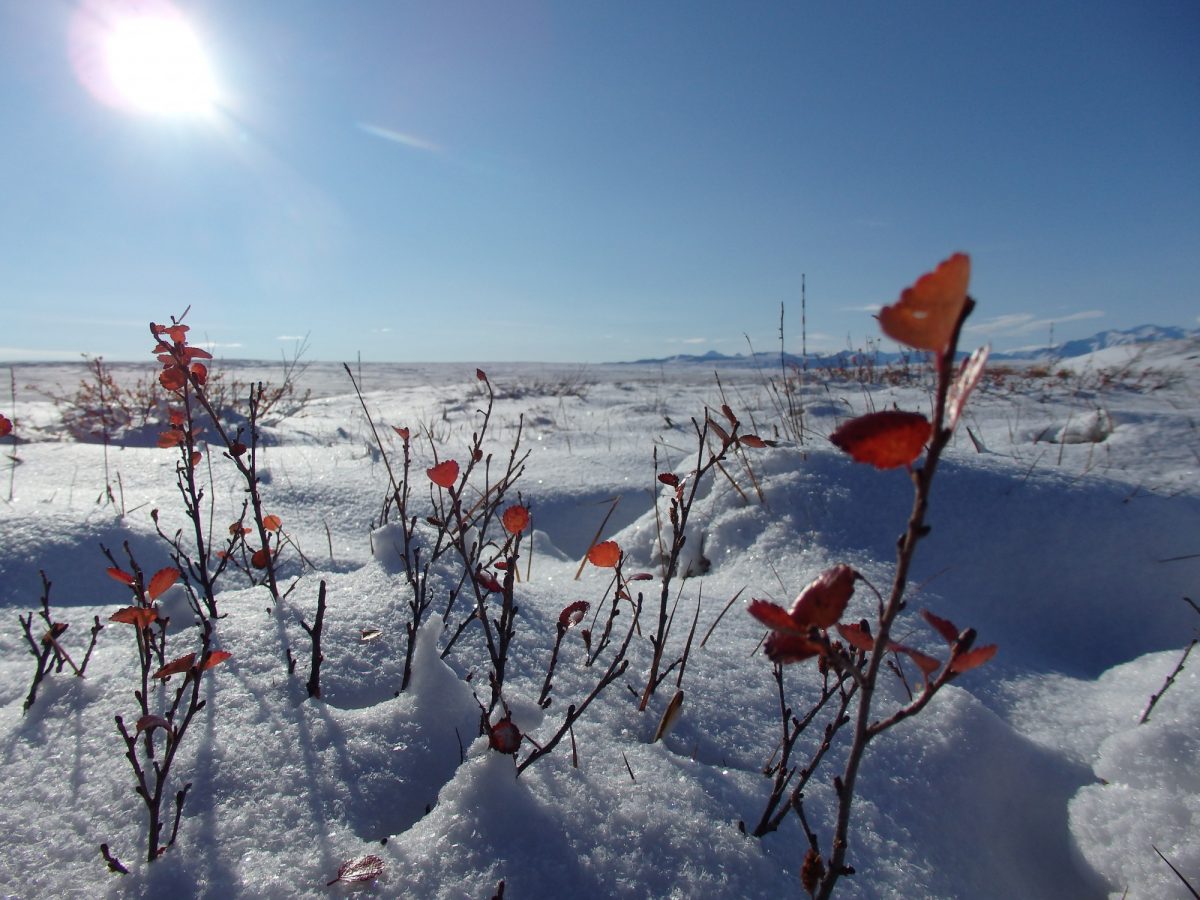 Arctic shrub Betula nana Northern Alaska; Photo: Agata Buchwal