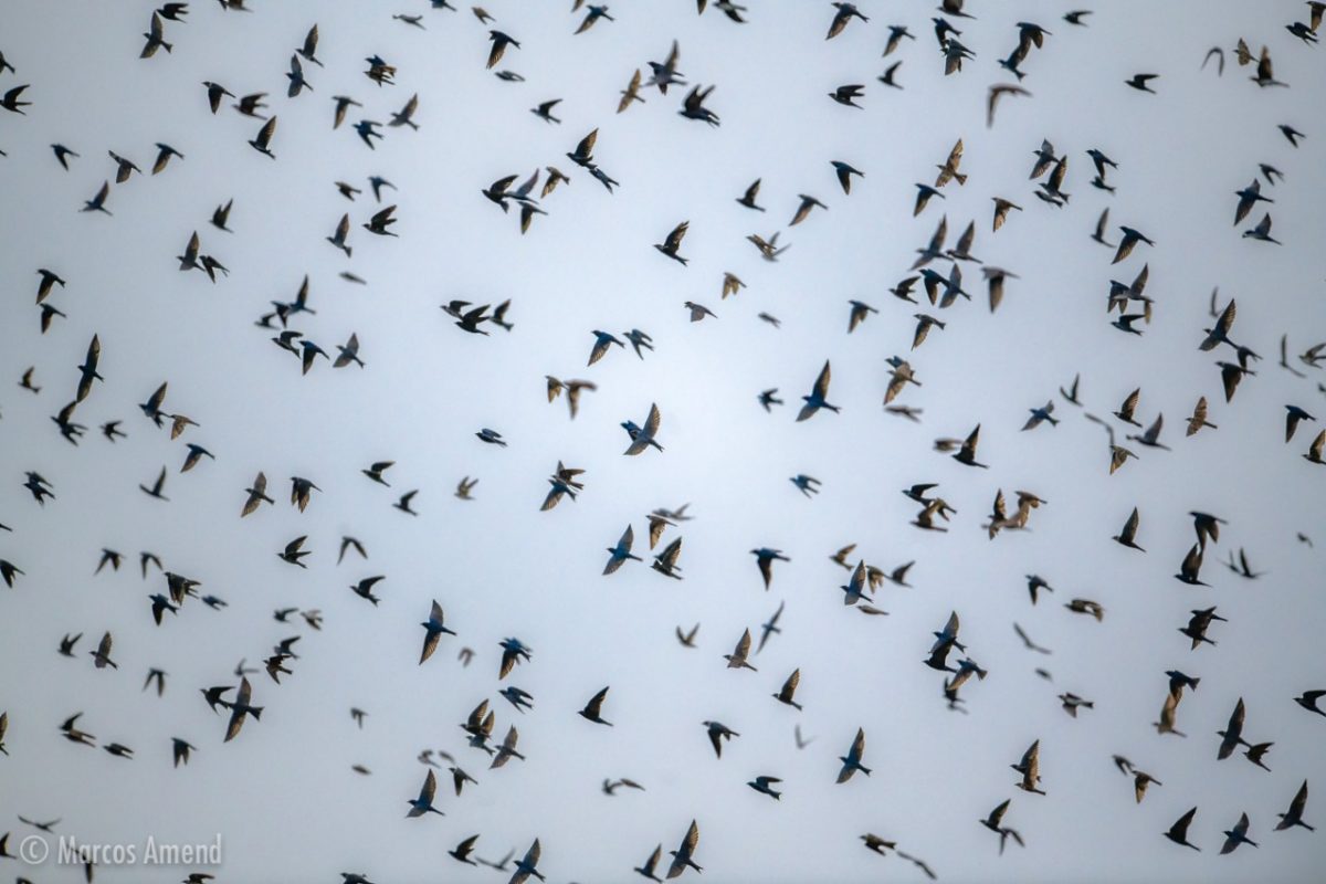 Purple Martins in flight