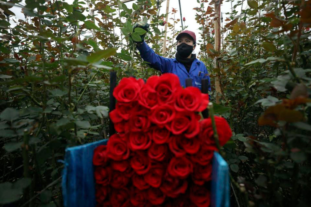 A worker cuts roses to be shipped to the U.S. and Europe at a flower farm in Madrid, Colombia, in August 2020. // AP Photo/Fernando Vergara