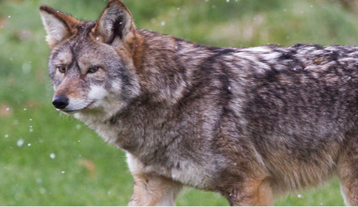 Coyote sightings in Newmarket prompt warning | CBC News