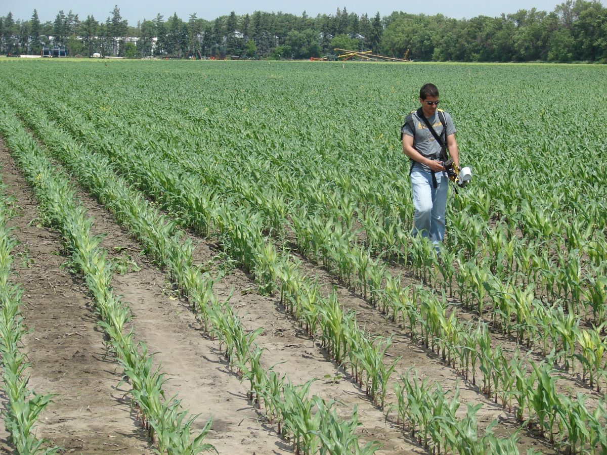 researcher in field of crops with sensing equipment