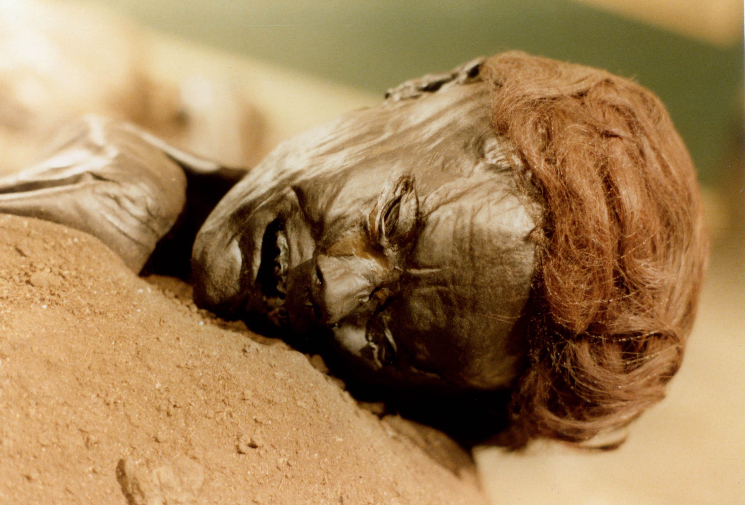 A darkened and mummified head of a bog body, lying on it's side.