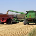 Combine and hopper truck harvesting a Prairie wheat field