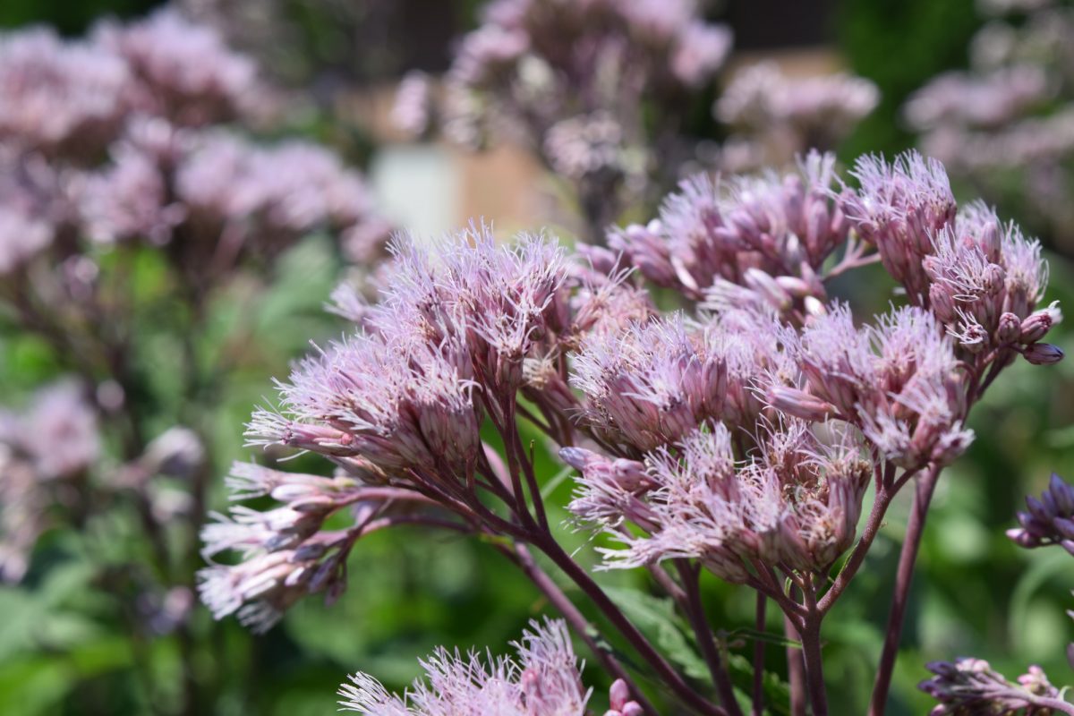 Joe Pye, an Indigenous pollinator at the UM Permaculture Garden