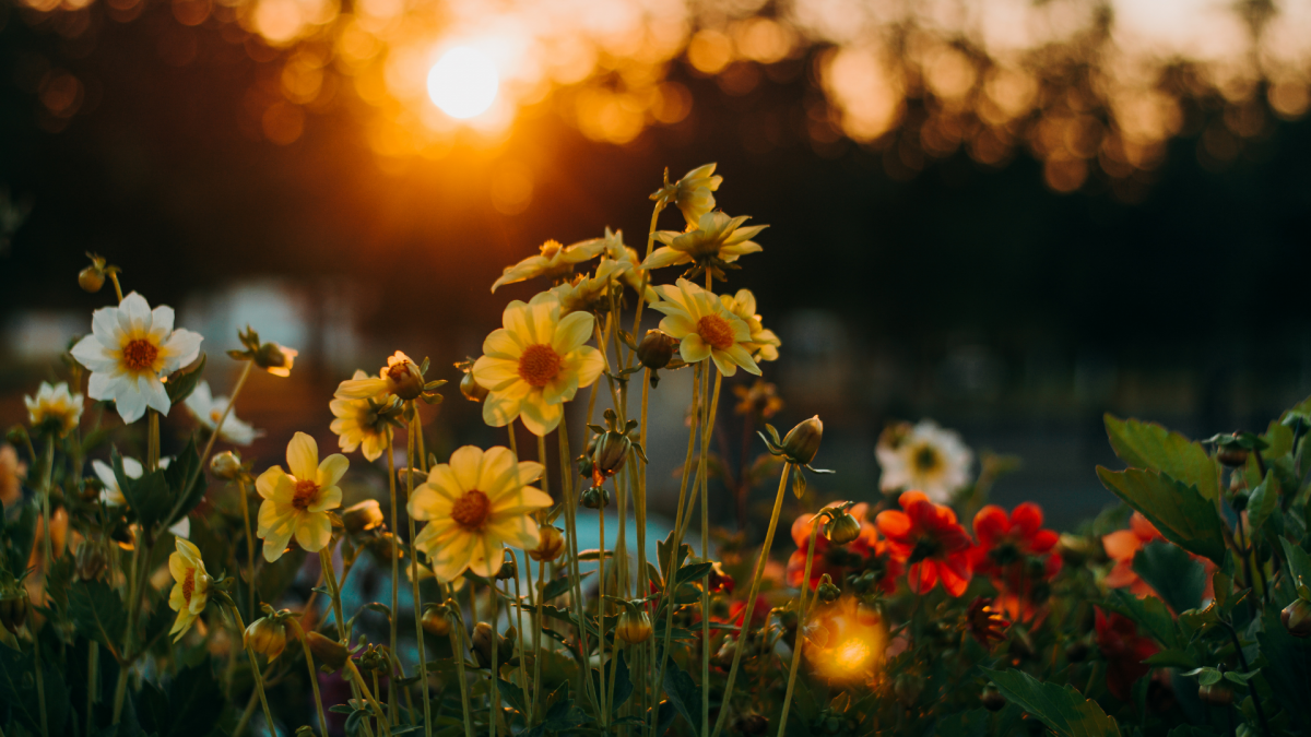 Sunflowers in a field during sunset