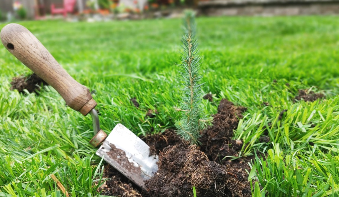 Planting a tree