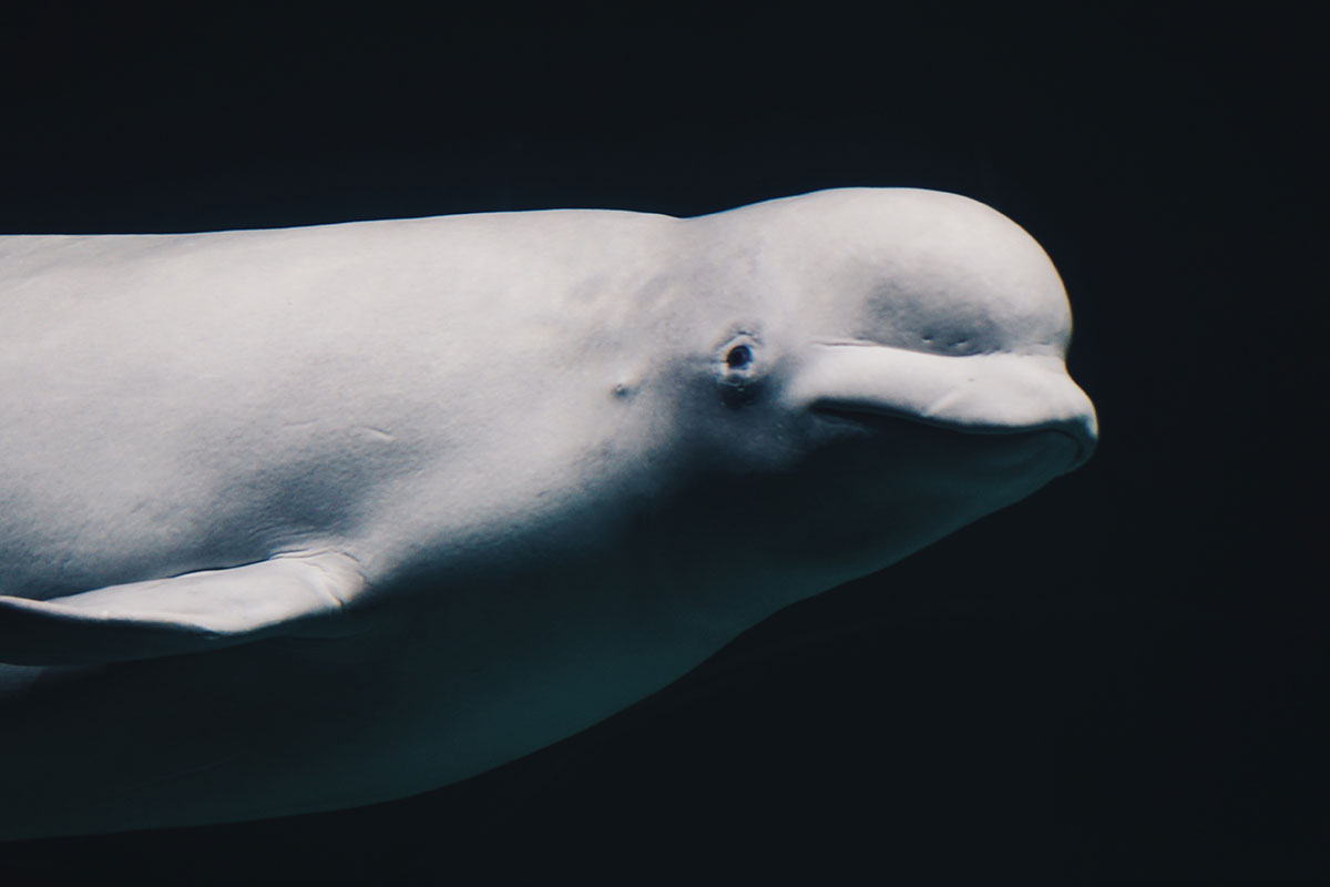 Beluga whale photo from Unsplash.